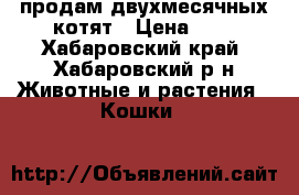 продам двухмесячных котят › Цена ­ 1 - Хабаровский край, Хабаровский р-н Животные и растения » Кошки   